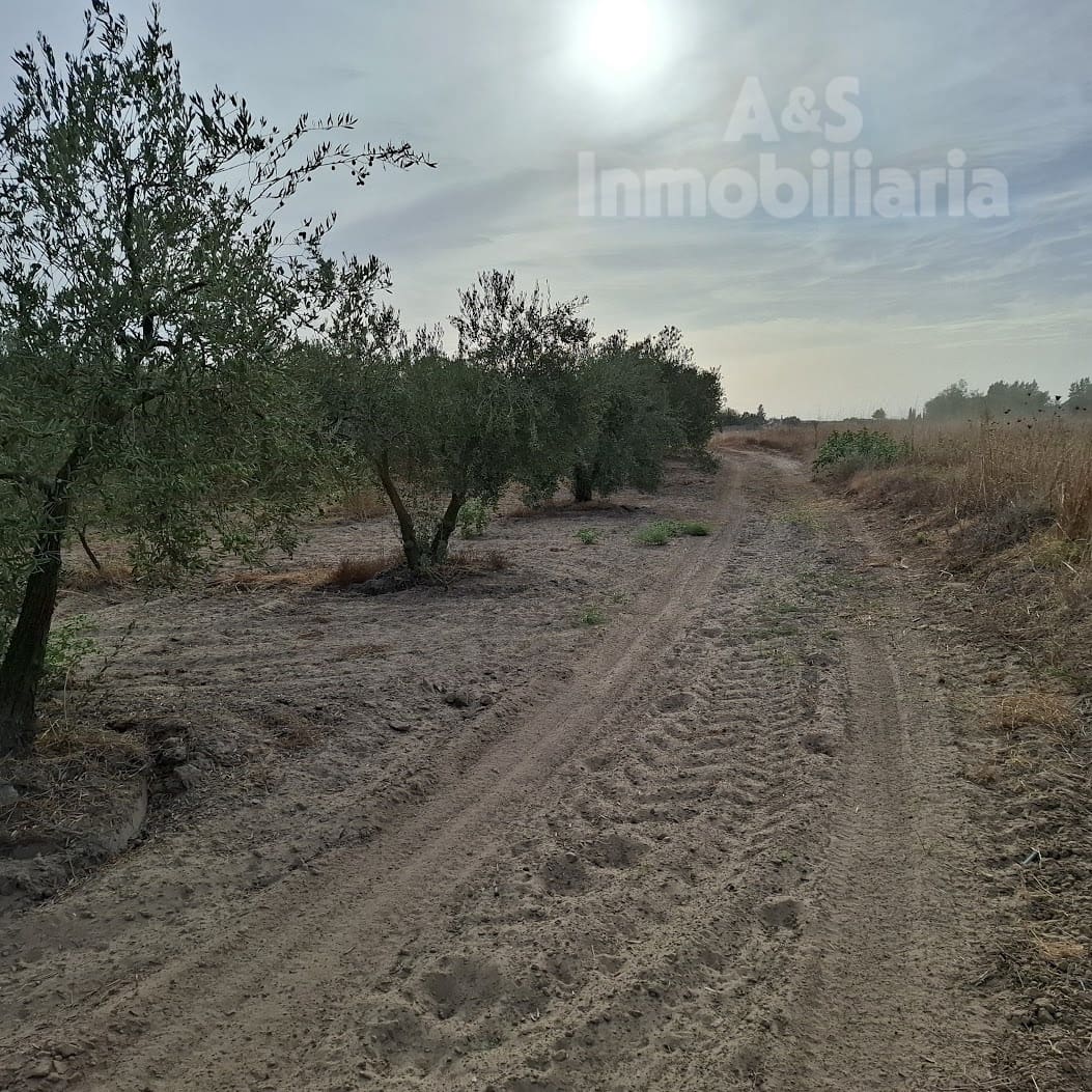 Tontti myytävänä paikassa Almonte - 28 000 € (Ref: 9248551)