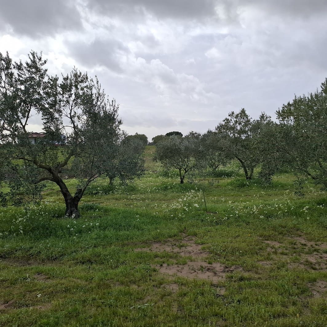 Byggegrund til salg i Almonte - € 31.000 (Ref: 9248551)