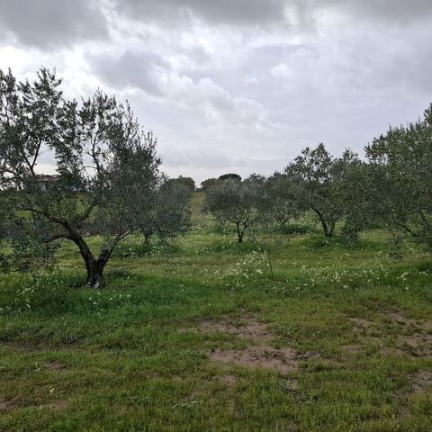 Działka budowlana na sprzedaż w Almonte - 31 000 € (Ref: 9248551)