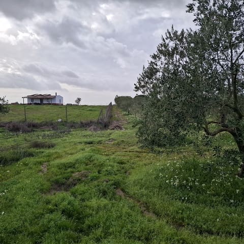 Działka budowlana na sprzedaż w Almonte - 31 000 € (Ref: 9248551)