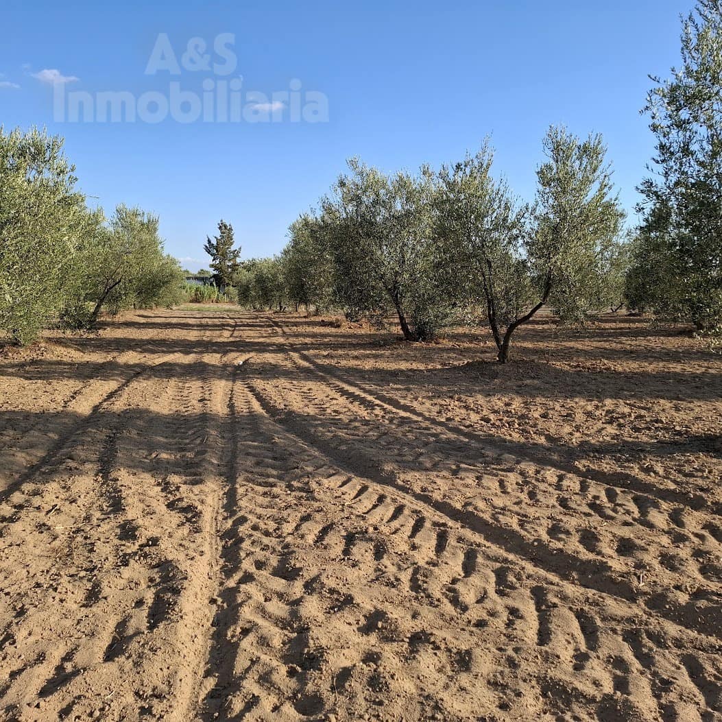 Building Plot for sale in Almonte - € 13,000 (Ref: 9291490)