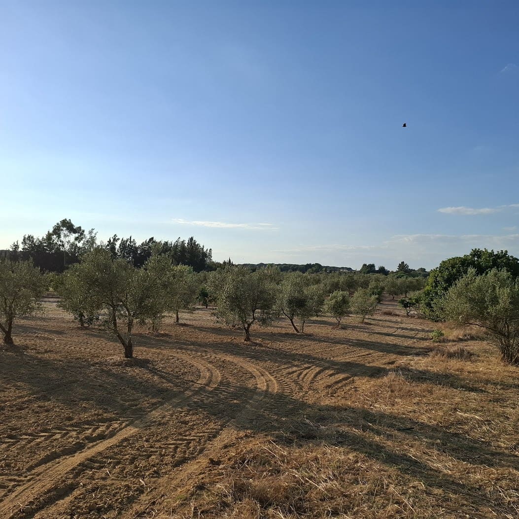 Działka budowlana na sprzedaż w Almonte - 35 000 € (Ref: 9321675)