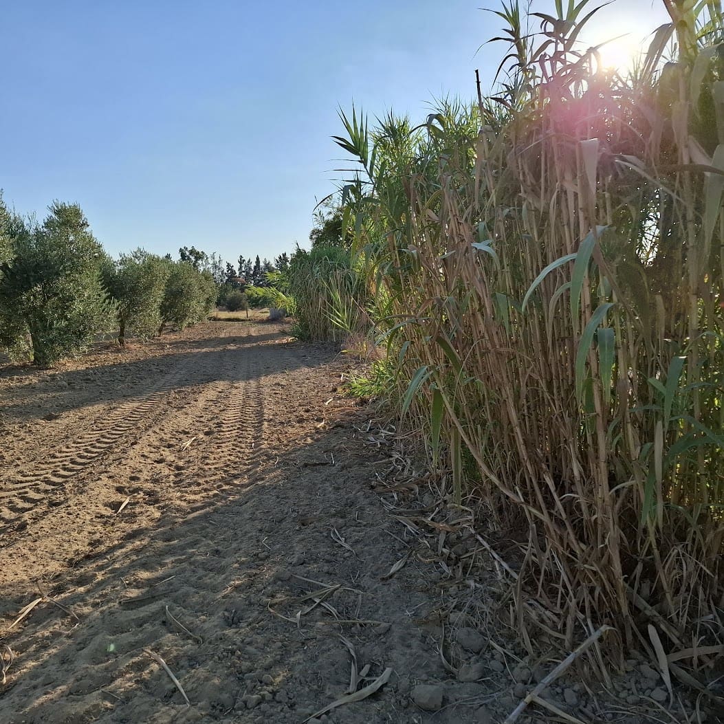 Działka budowlana na sprzedaż w Almonte - 35 000 € (Ref: 9321675)