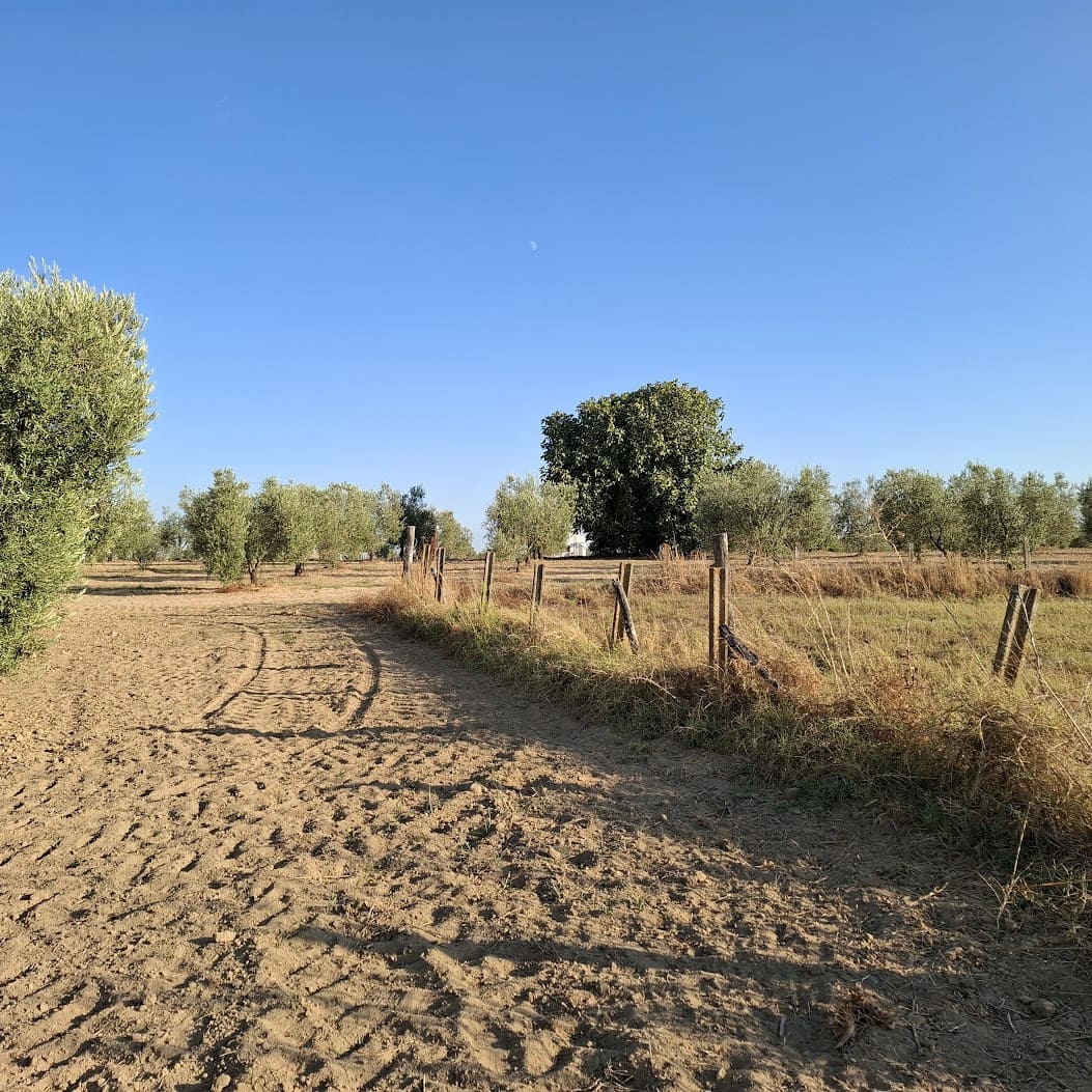 Działka budowlana na sprzedaż w Almonte - 35 000 € (Ref: 9321675)