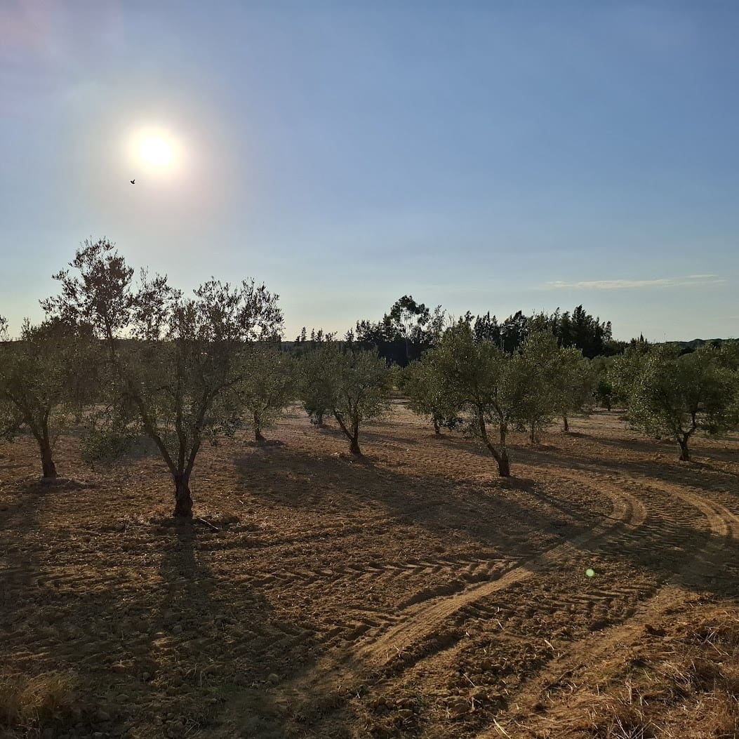 Działka budowlana na sprzedaż w Almonte - 35 000 € (Ref: 9321675)