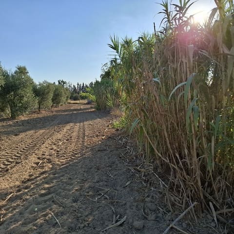 Byggegrund til salg i Almonte - € 35.000 (Ref: 9321675)