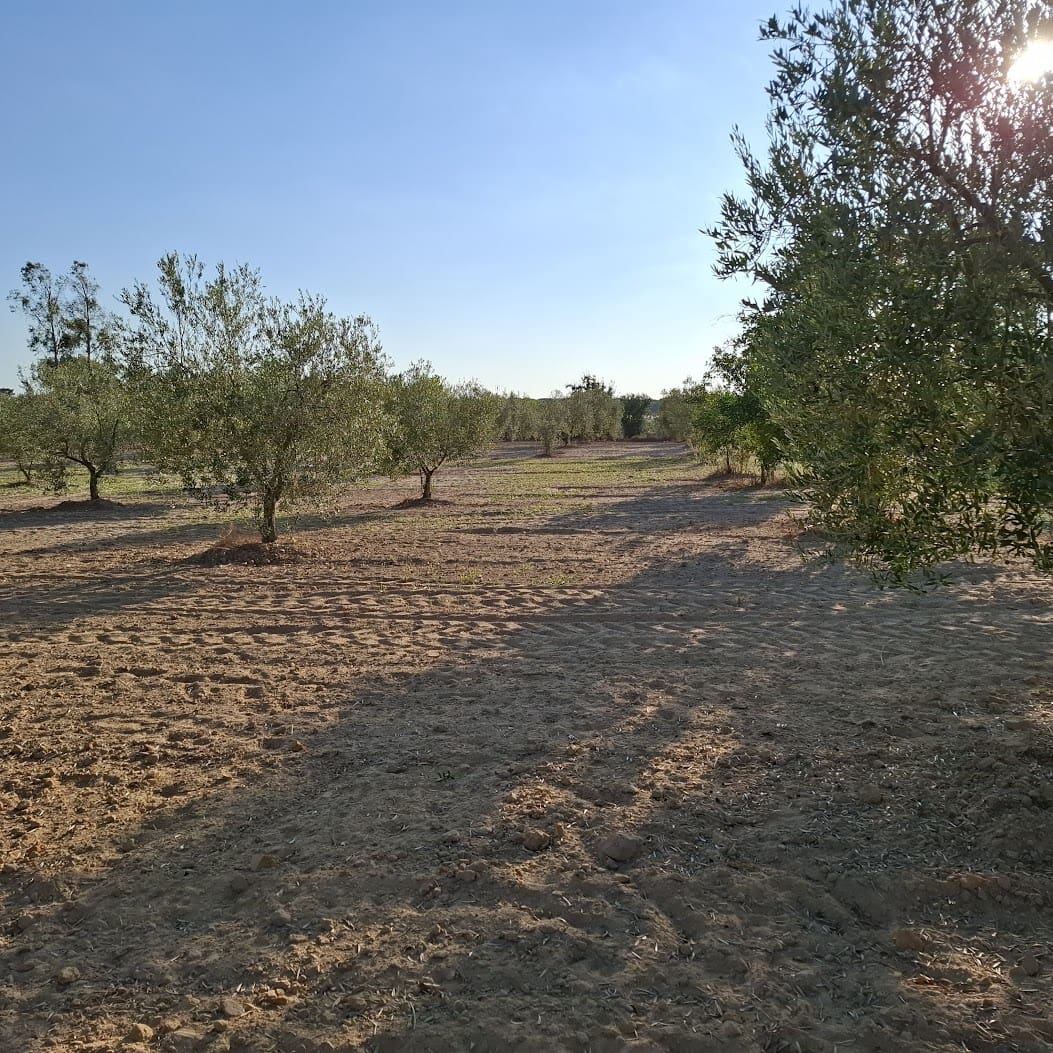 Działka budowlana na sprzedaż w Almonte - 35 000 € (Ref: 9321675)