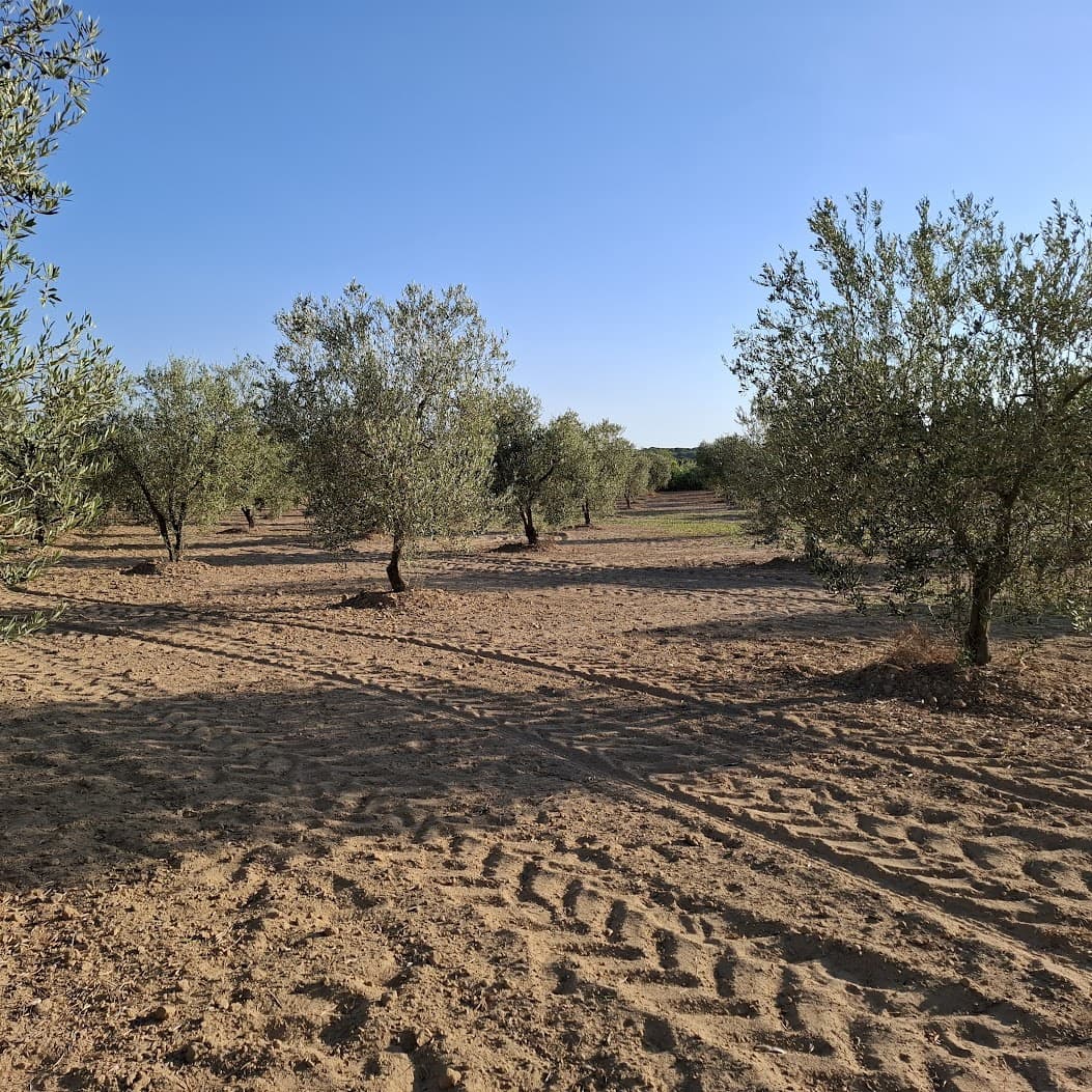 Działka budowlana na sprzedaż w Almonte - 35 000 € (Ref: 9321675)