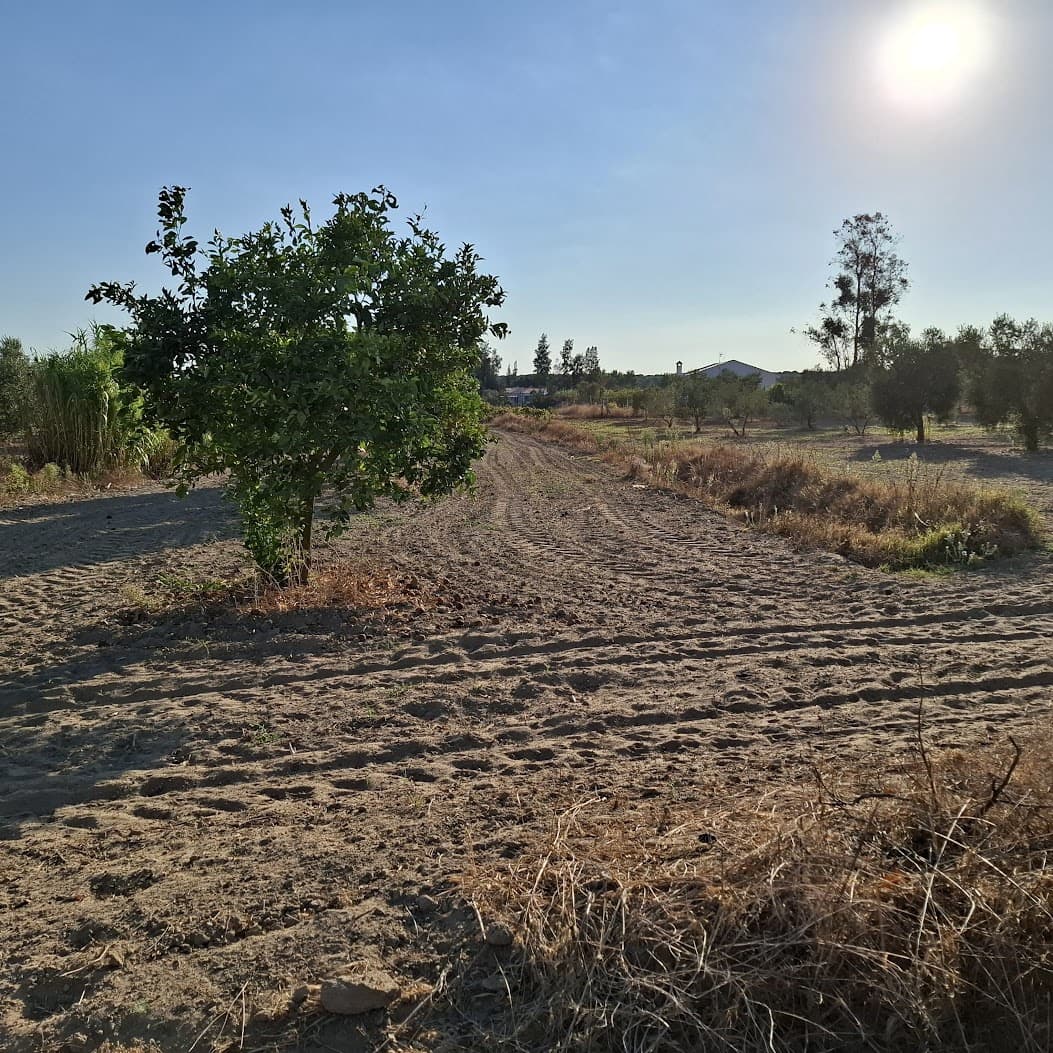 Działka budowlana na sprzedaż w Almonte - 35 000 € (Ref: 9321675)