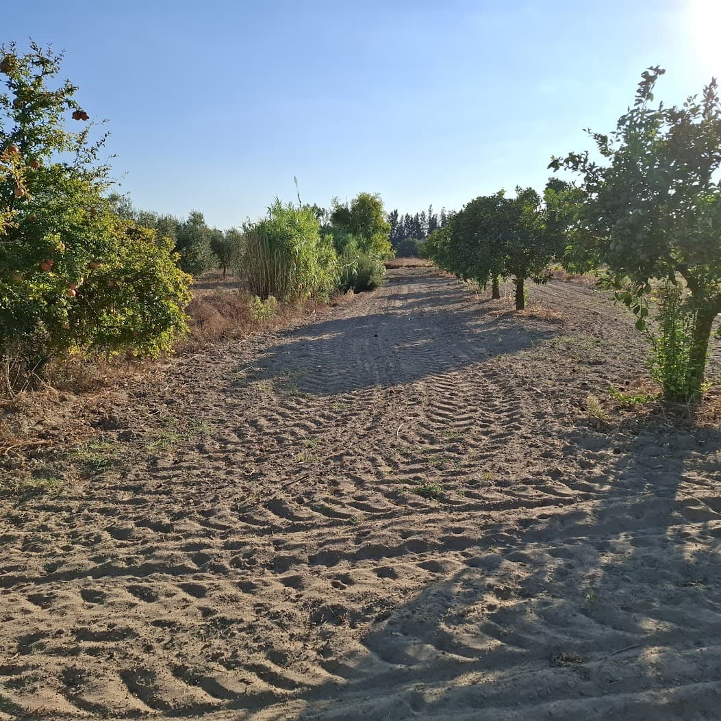 Działka budowlana na sprzedaż w Almonte - 35 000 € (Ref: 9321675)