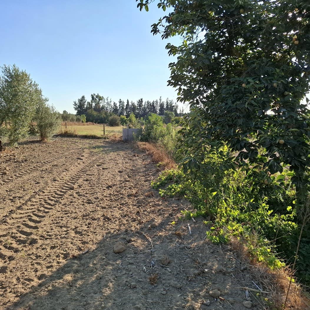 Działka budowlana na sprzedaż w Almonte - 35 000 € (Ref: 9321675)