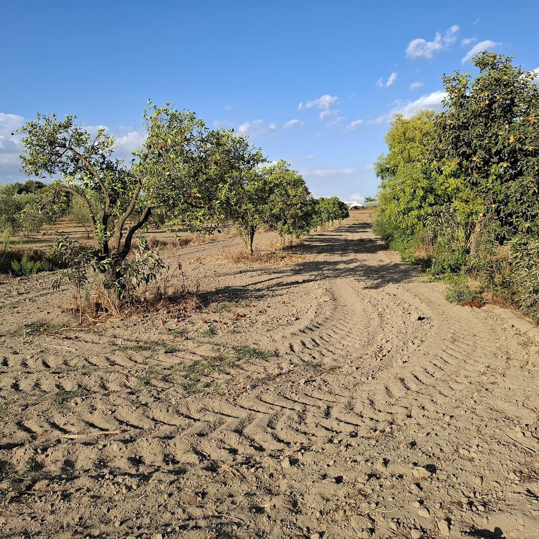 Działka budowlana na sprzedaż w Almonte - 35 000 € (Ref: 9321675)