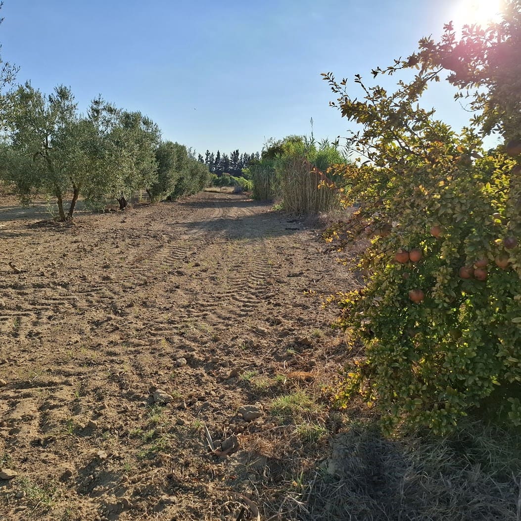 Działka budowlana na sprzedaż w Almonte - 35 000 € (Ref: 9321675)