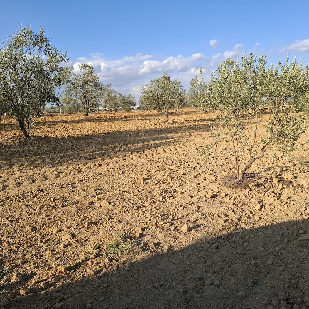 Działka budowlana na sprzedaż w Almonte - 35 000 € (Ref: 9321675)