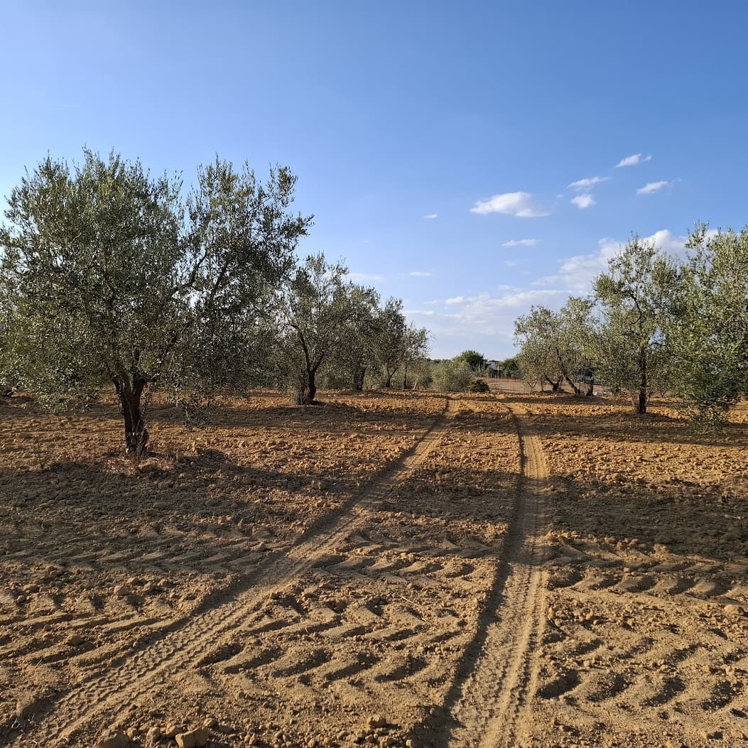 Działka budowlana na sprzedaż w Almonte - 35 000 € (Ref: 9321675)