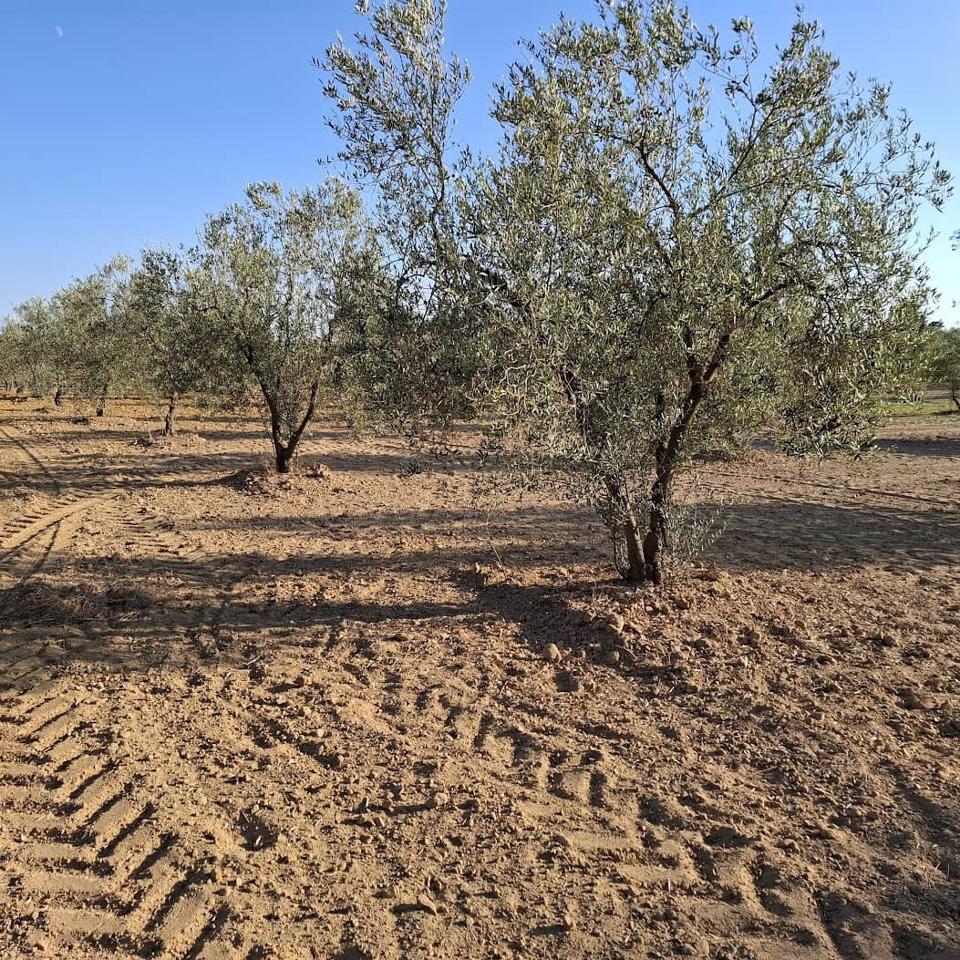 Działka budowlana na sprzedaż w Almonte - 35 000 € (Ref: 9321675)