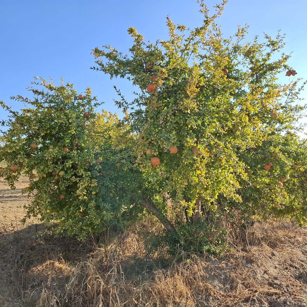 Działka budowlana na sprzedaż w Almonte - 35 000 € (Ref: 9321675)