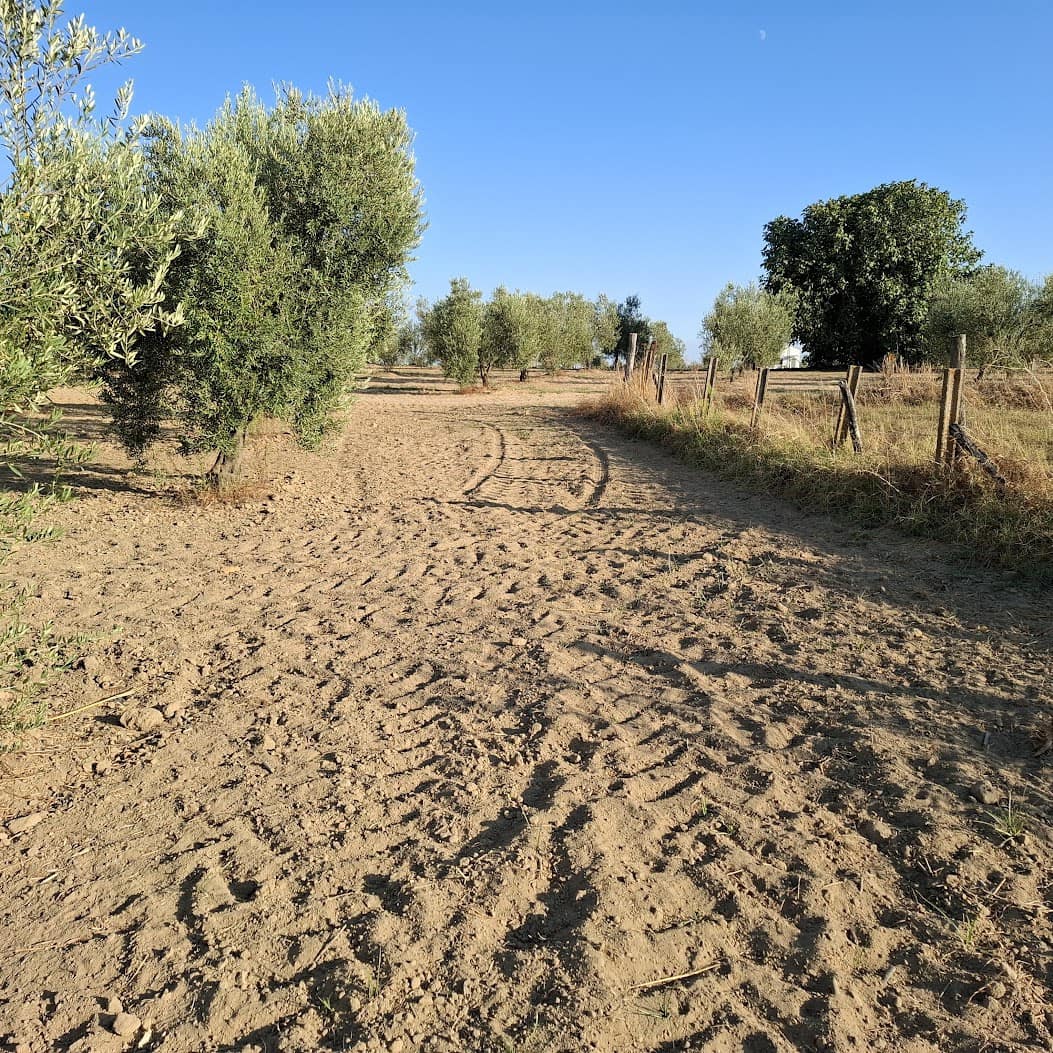 Działka budowlana na sprzedaż w Almonte - 35 000 € (Ref: 9321675)