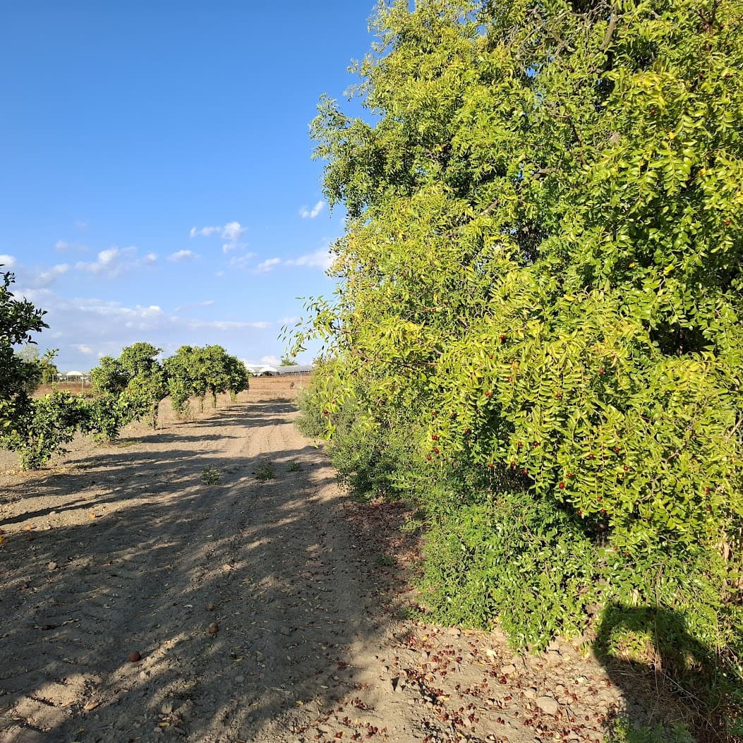 Działka budowlana na sprzedaż w Almonte - 35 000 € (Ref: 9321675)