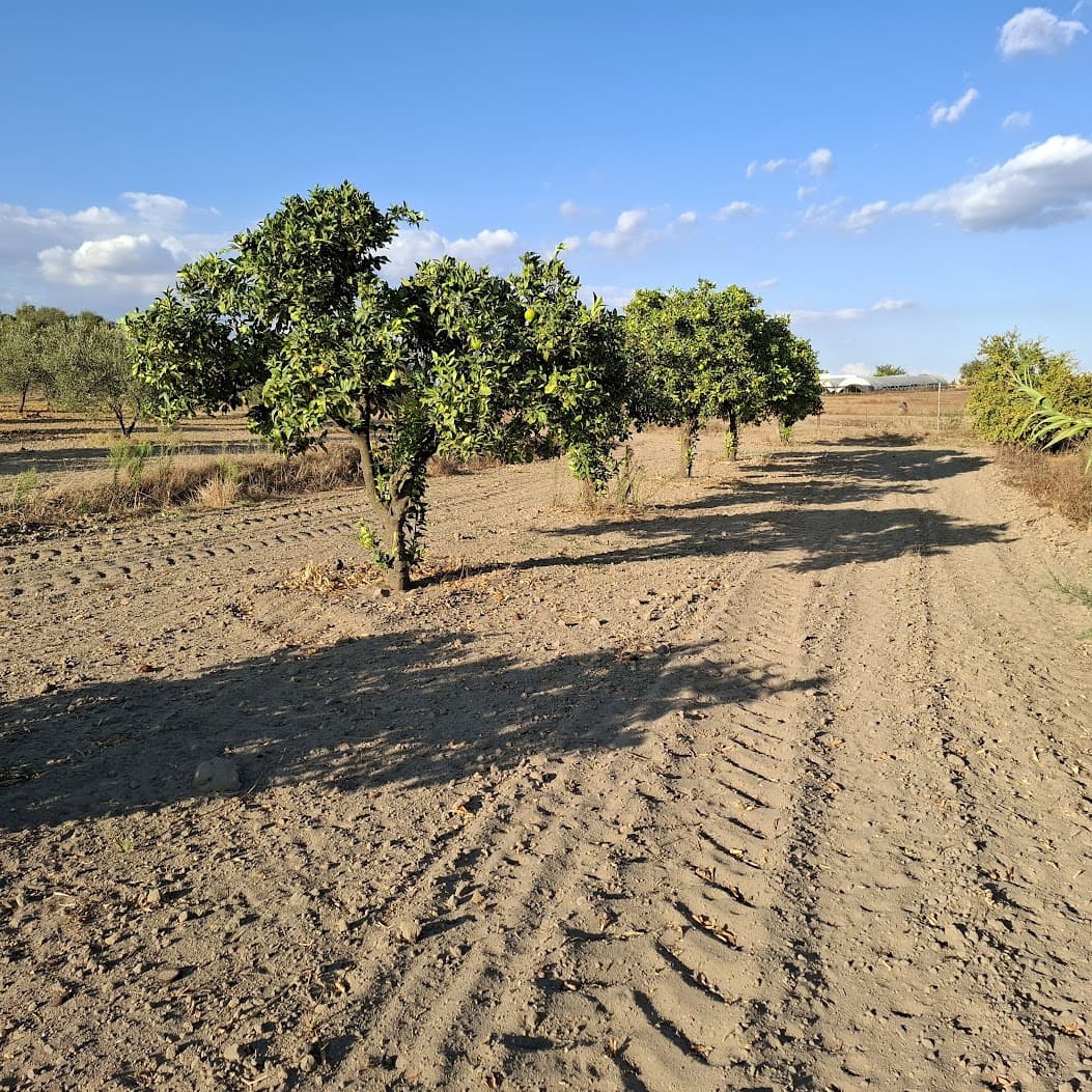 Działka budowlana na sprzedaż w Almonte - 35 000 € (Ref: 9321675)