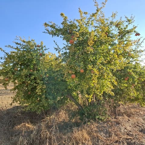 Byggegrund til salg i Almonte - € 35.000 (Ref: 9321675)