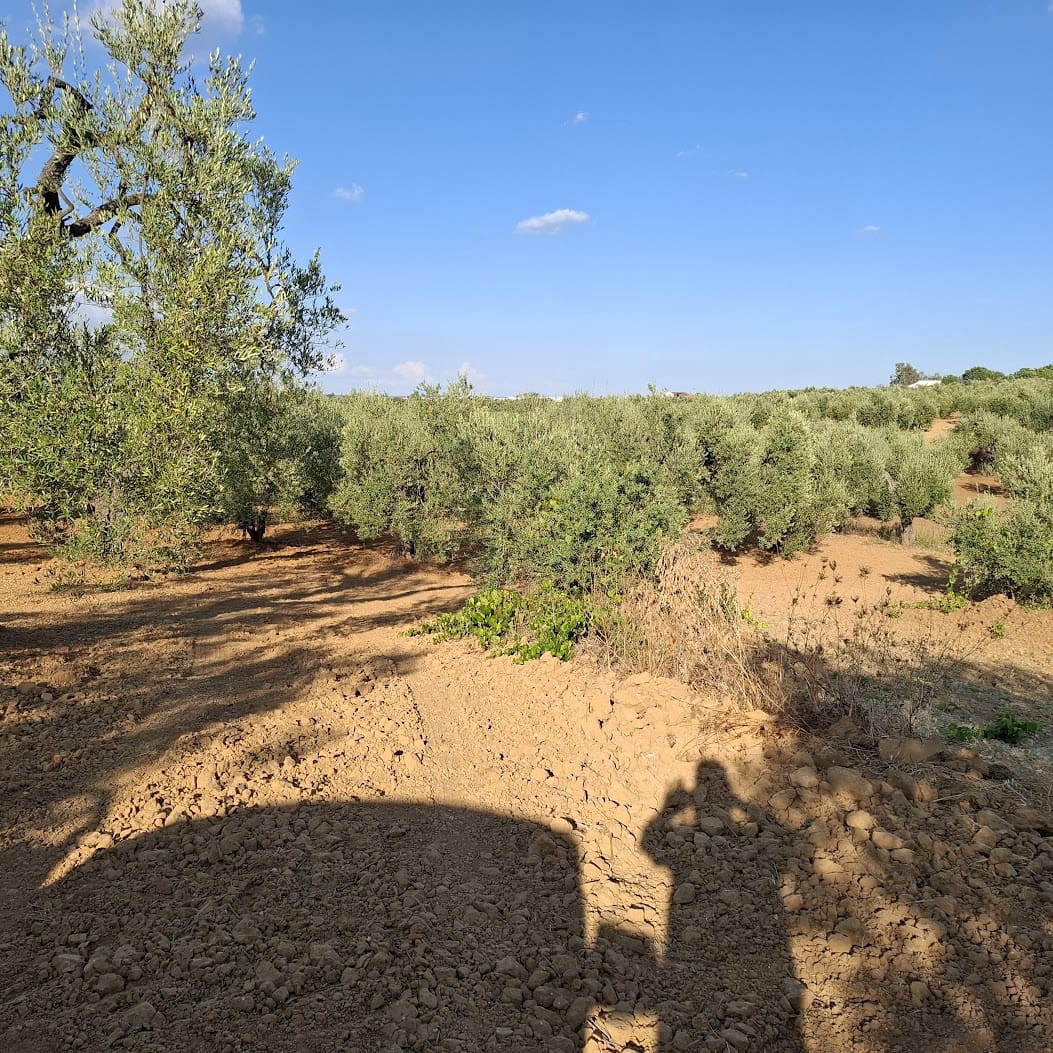 Tontti myytävänä paikassa Almonte - 85 000 € (Ref: 9324239)