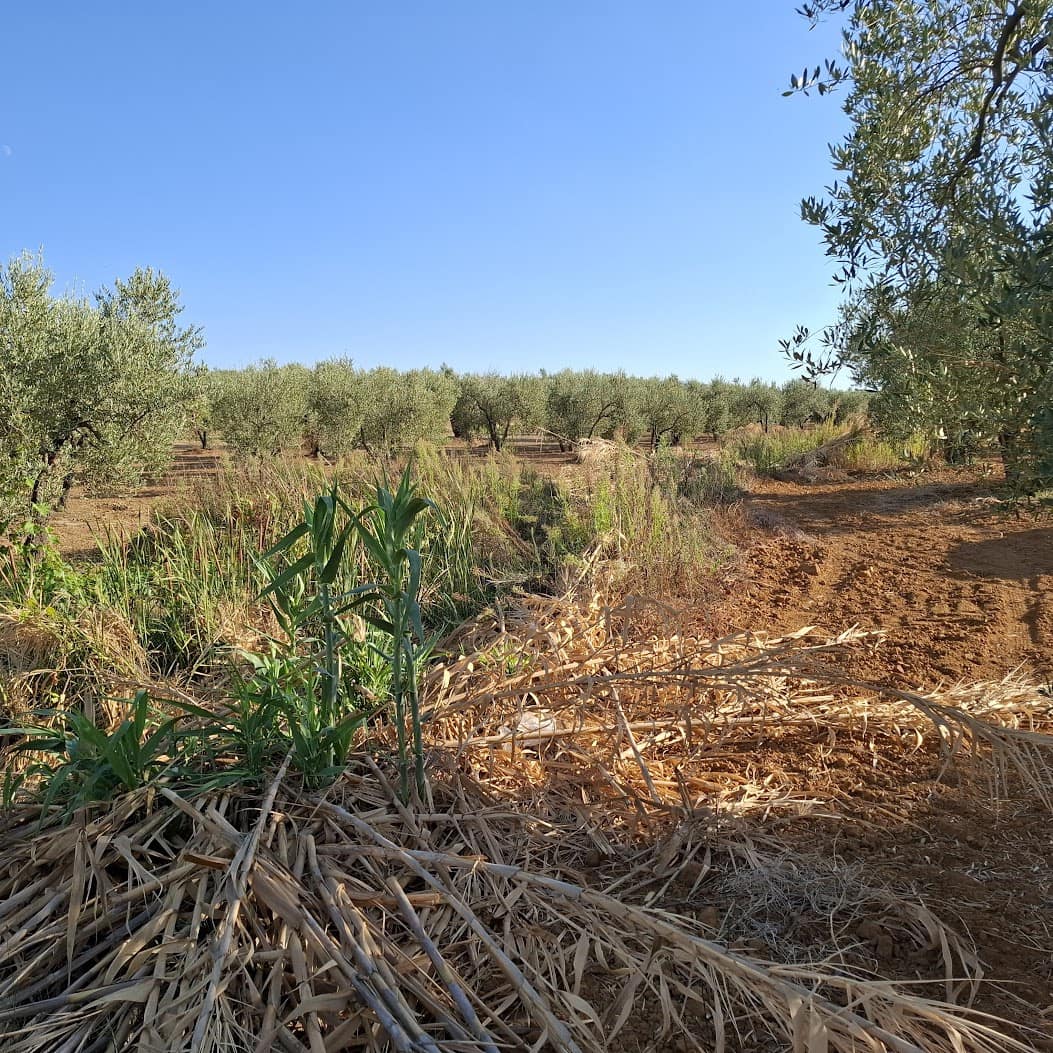 Tontti myytävänä paikassa Almonte - 85 000 € (Ref: 9324239)