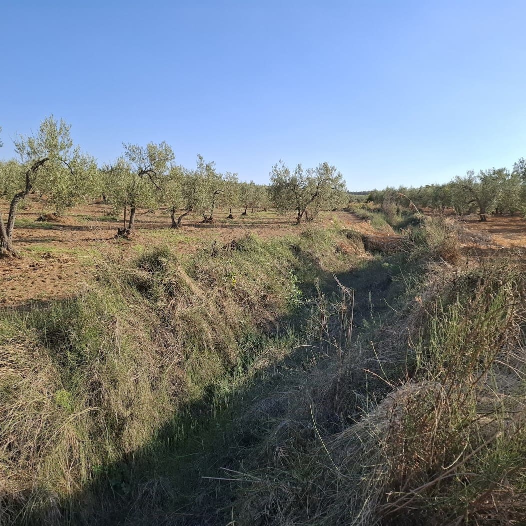 Tontti myytävänä paikassa Almonte - 85 000 € (Ref: 9324239)