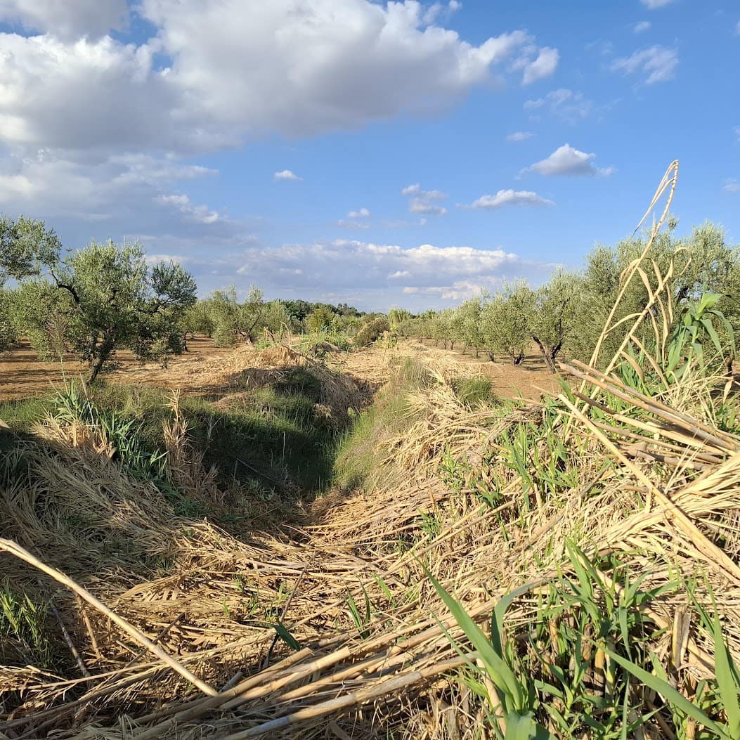 Tontti myytävänä paikassa Almonte - 85 000 € (Ref: 9324239)