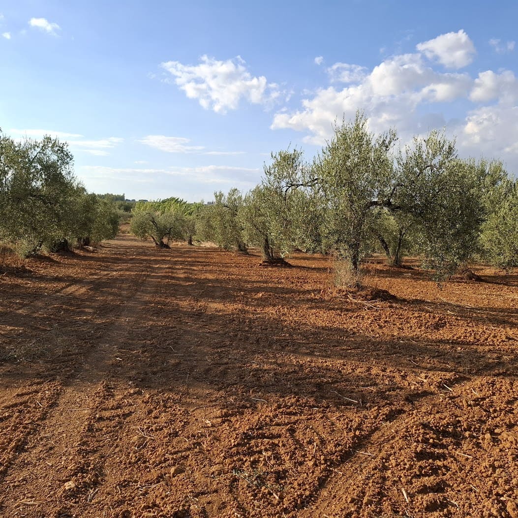 Tontti myytävänä paikassa Almonte - 85 000 € (Ref: 9324239)