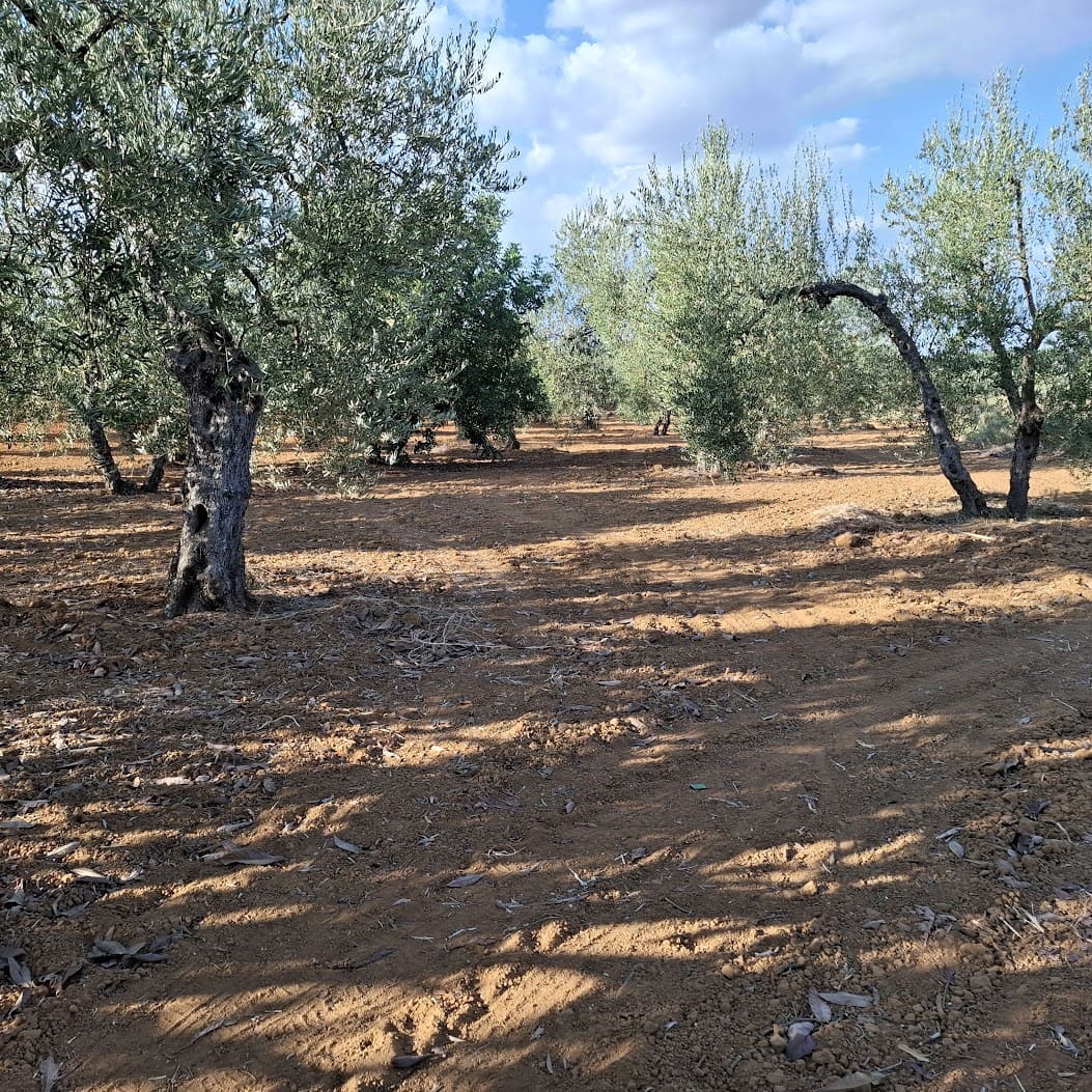 Tontti myytävänä paikassa Almonte - 85 000 € (Ref: 9324239)