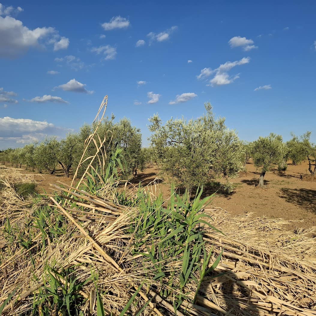 Tontti myytävänä paikassa Almonte - 85 000 € (Ref: 9324239)