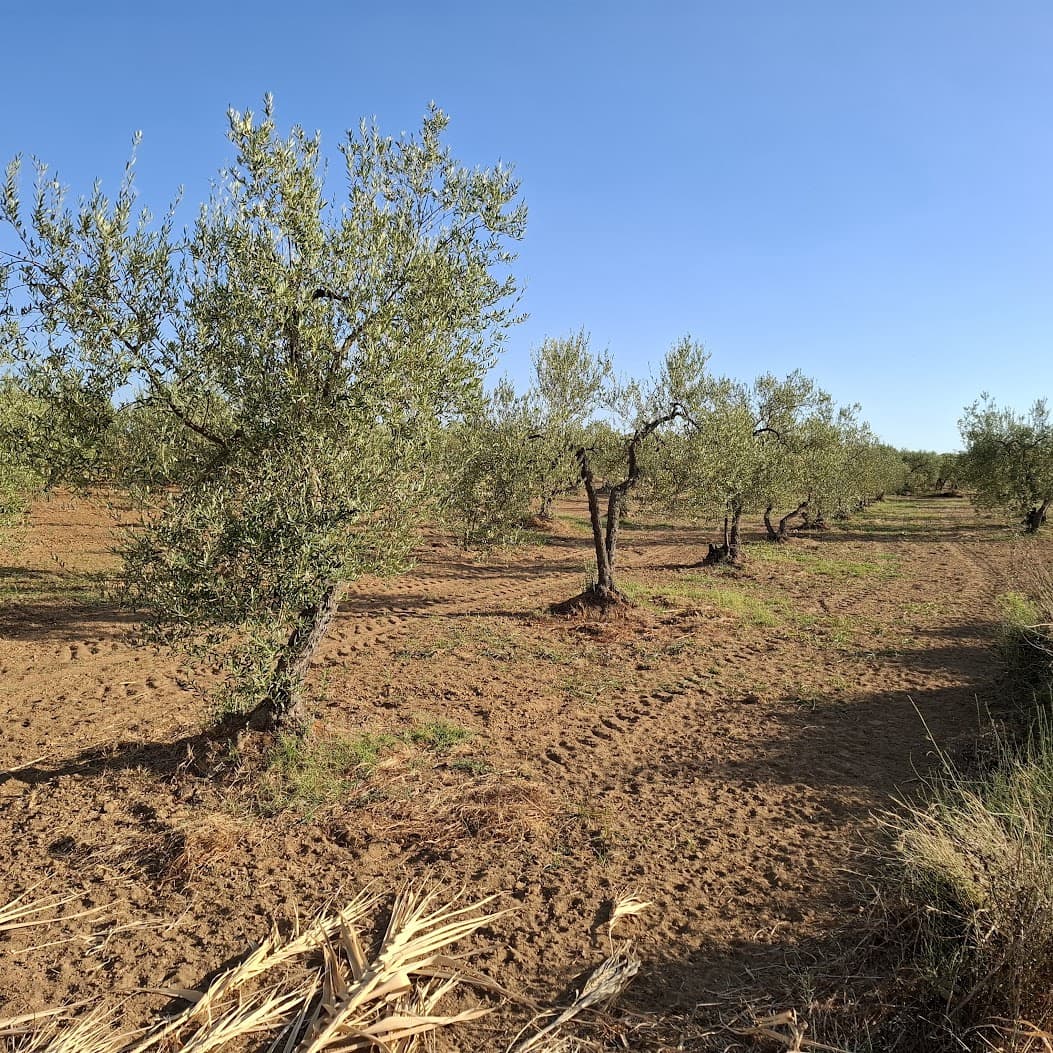 Tontti myytävänä paikassa Almonte - 85 000 € (Ref: 9324239)