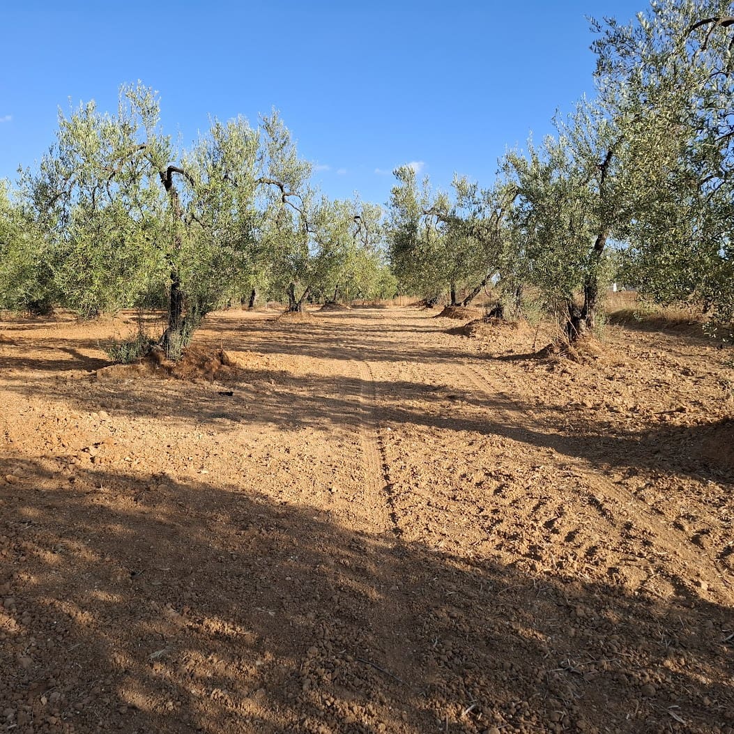 Tontti myytävänä paikassa Almonte - 85 000 € (Ref: 9324239)