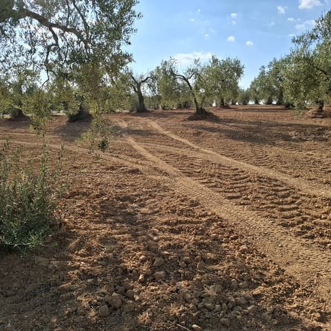 Tontti myytävänä paikassa Almonte - 85 000 € (Ref: 9324239)