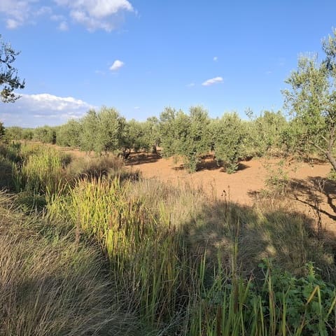 Tontti myytävänä paikassa Almonte - 85 000 € (Ref: 9324239)