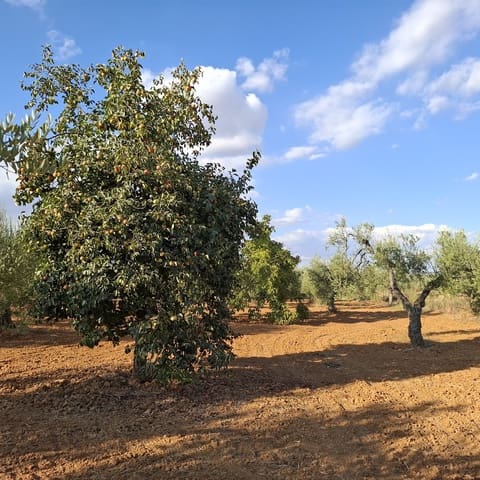 Tontti myytävänä paikassa Almonte - 85 000 € (Ref: 9324239)