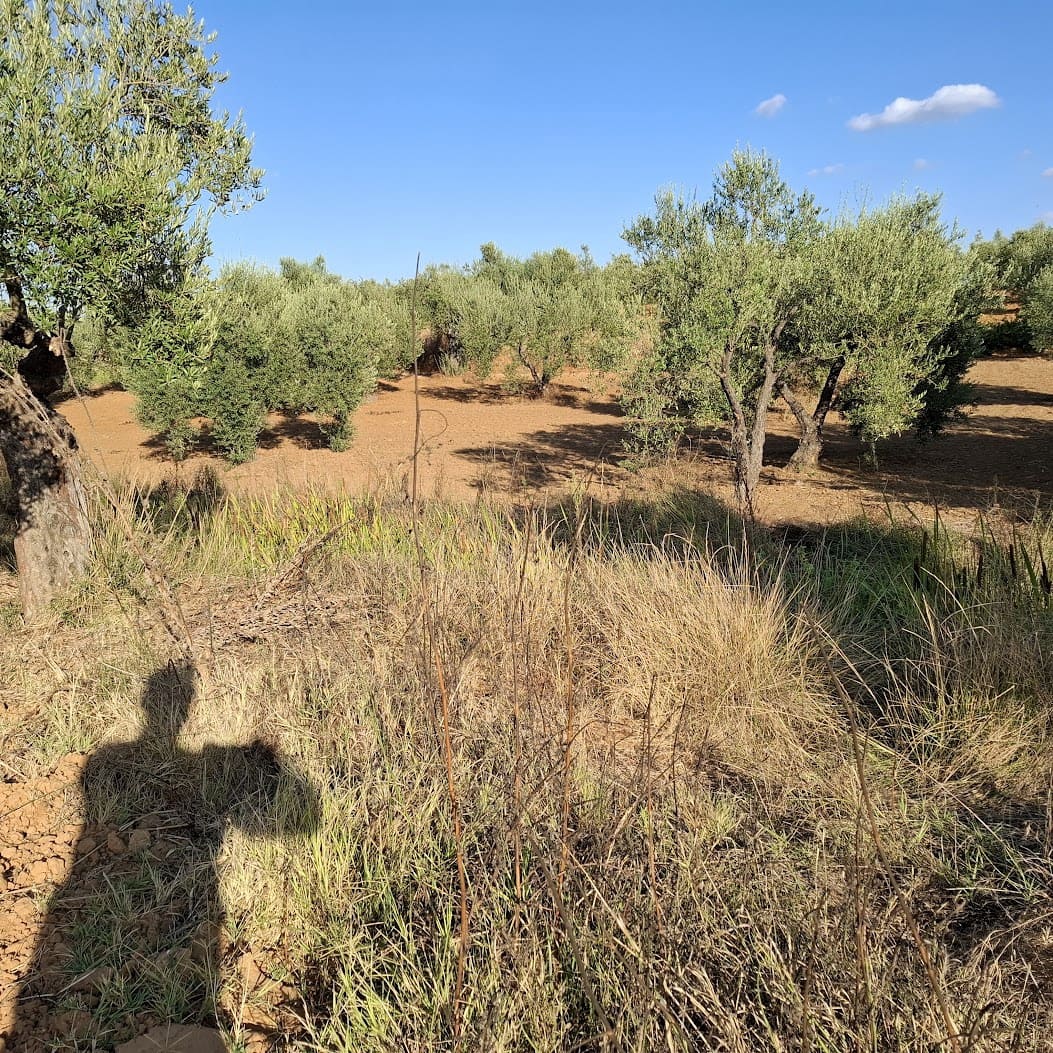 Tontti myytävänä paikassa Almonte - 85 000 € (Ref: 9324239)