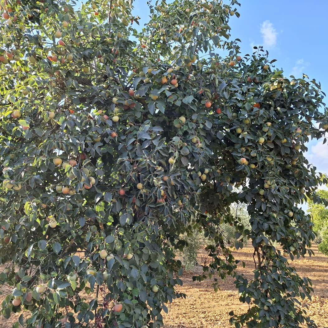 Tontti myytävänä paikassa Almonte - 85 000 € (Ref: 9324239)