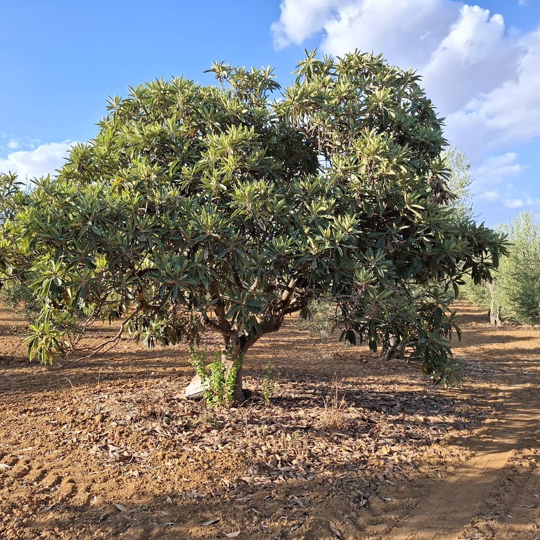 Tontti myytävänä paikassa Almonte - 85 000 € (Ref: 9324239)