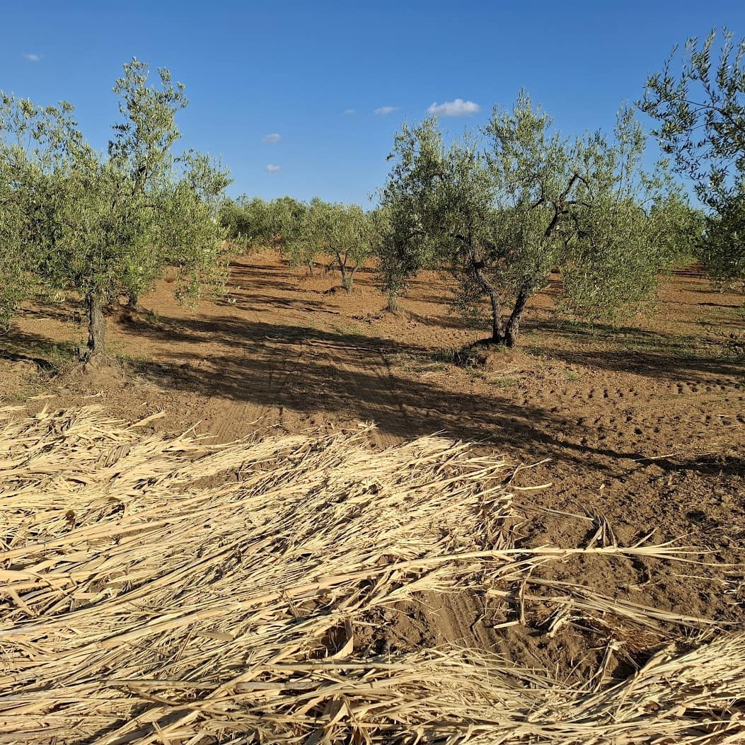 Tontti myytävänä paikassa Almonte - 85 000 € (Ref: 9324239)