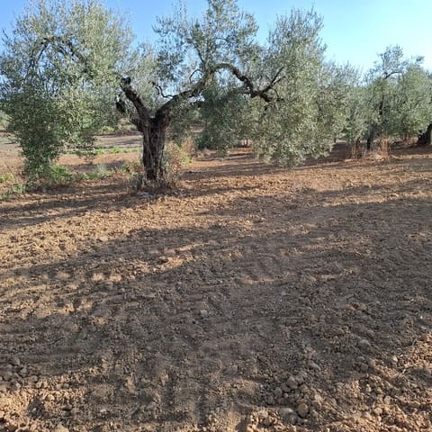 Tontti myytävänä paikassa Almonte - 85 000 € (Ref: 9324239)