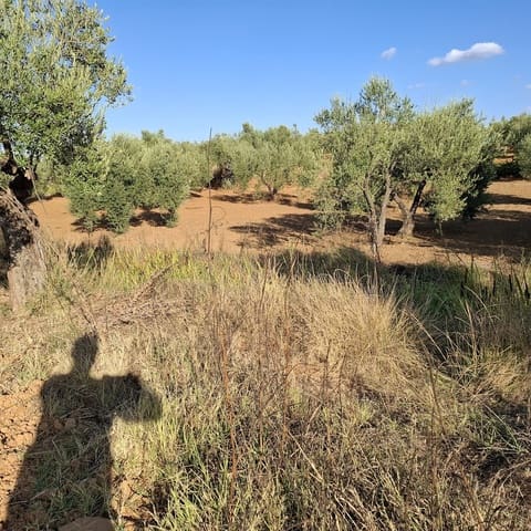 Tontti myytävänä paikassa Almonte - 85 000 € (Ref: 9324239)