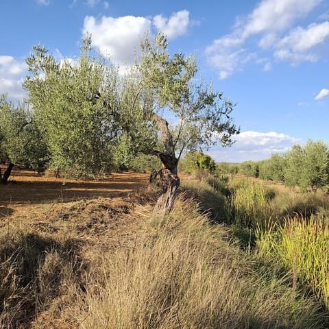 Tontti myytävänä paikassa Almonte - 85 000 € (Ref: 9324239)