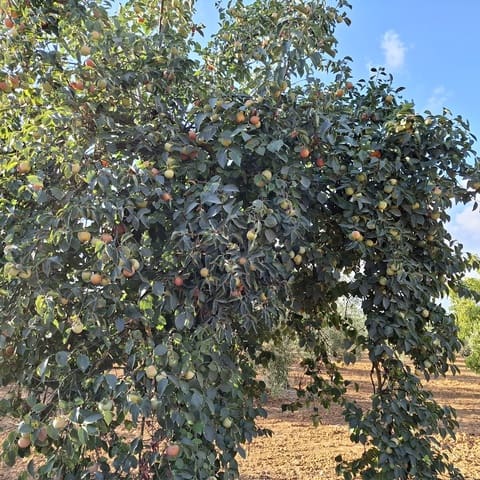 Tontti myytävänä paikassa Almonte - 85 000 € (Ref: 9324239)