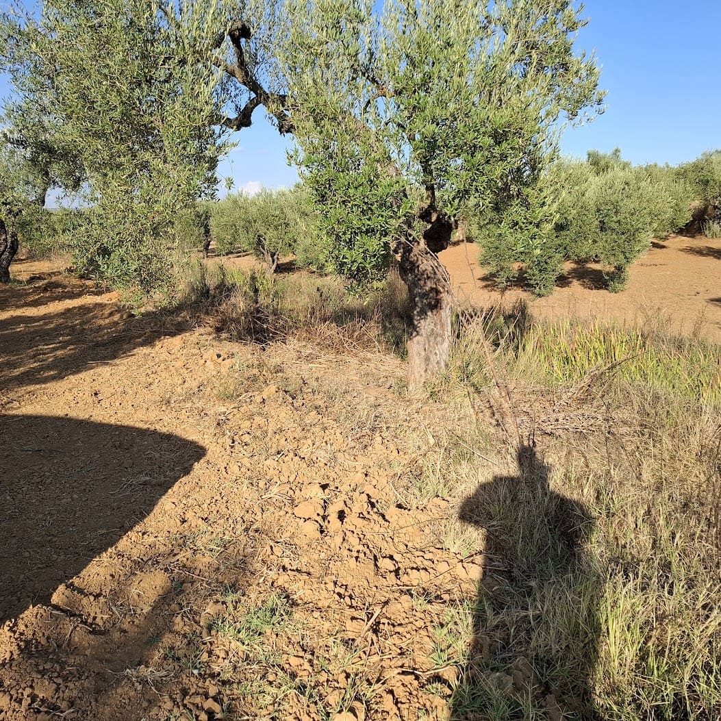 Tontti myytävänä paikassa Almonte - 85 000 € (Ref: 9324239)