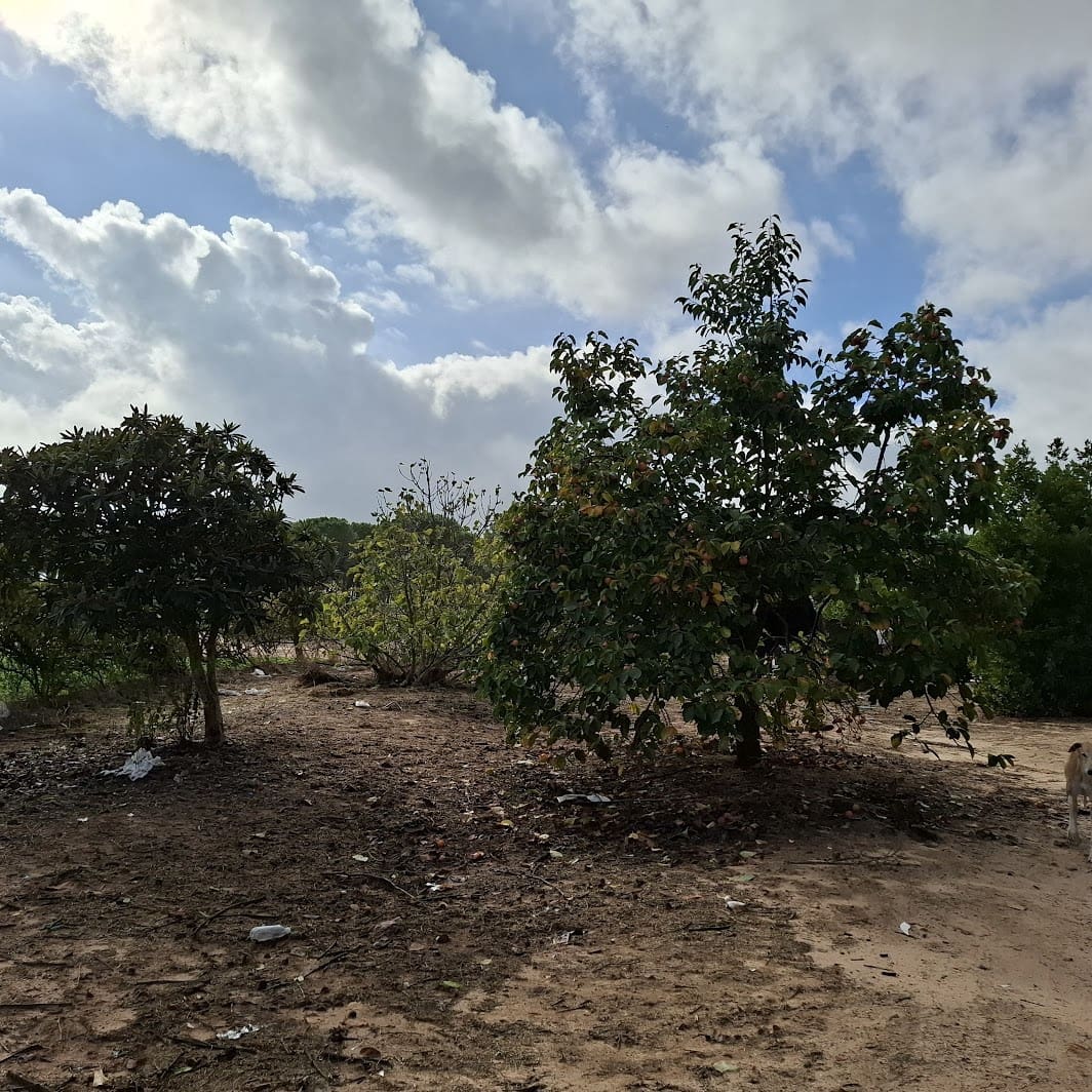 2 soverom Finca/Herregård til salgs i Almonte med garasje - € 60 000 (Ref: 9361934)