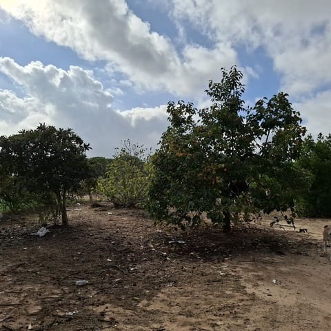 2 chambre Finca/Maison de Campagne à vendre à Almonte avec garage - 60 000 € (Ref: 9361934)