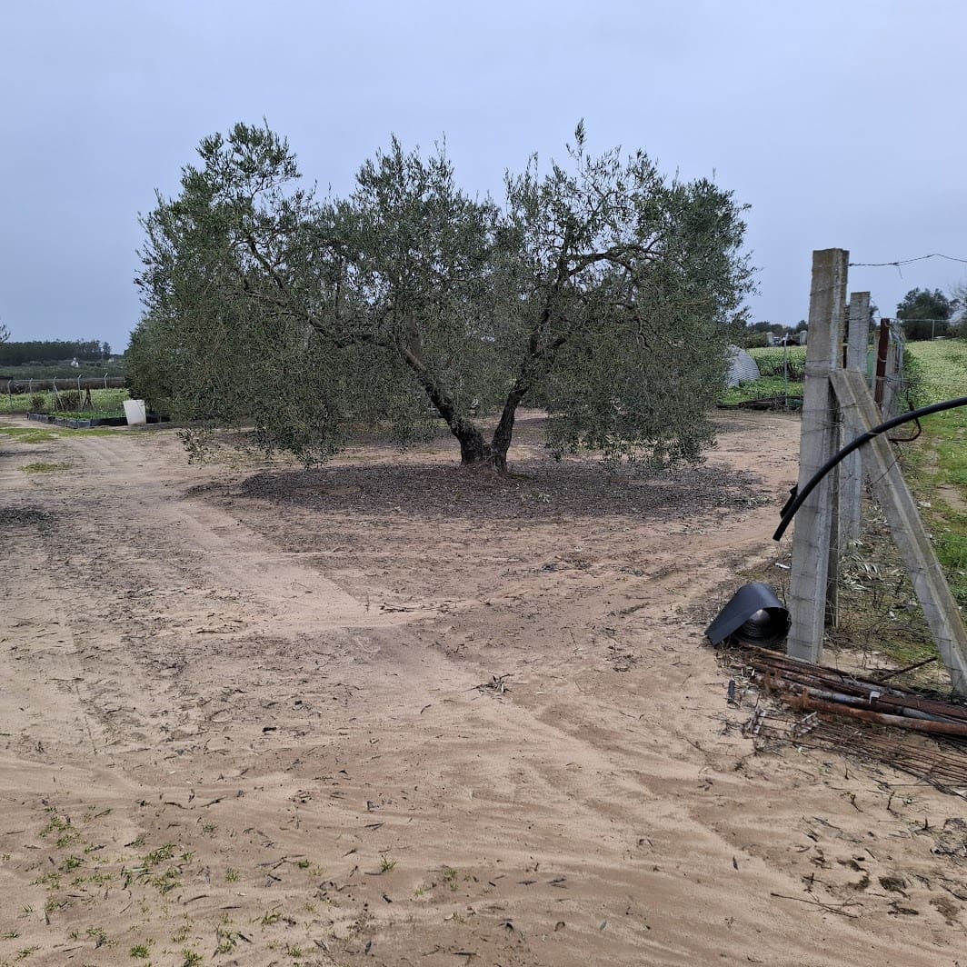 2 sypialnia Finka/Dom wiejski na sprzedaż w Almonte z basenem garażem - 140 000 € (Ref: 9604544)