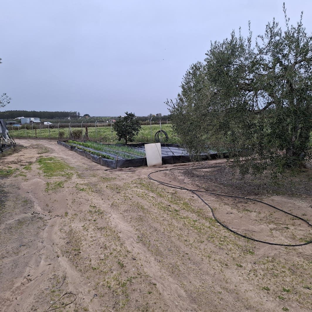 2 sypialnia Finka/Dom wiejski na sprzedaż w Almonte z basenem garażem - 140 000 € (Ref: 9604544)